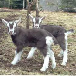 baby-goats.jpg